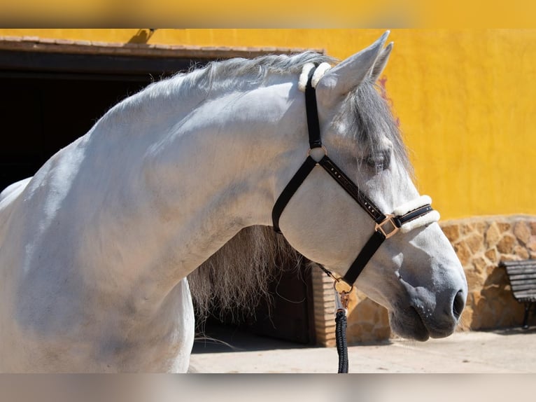 PRE Croisé Étalon 7 Ans 166 cm Gris pommelé in Martfeld