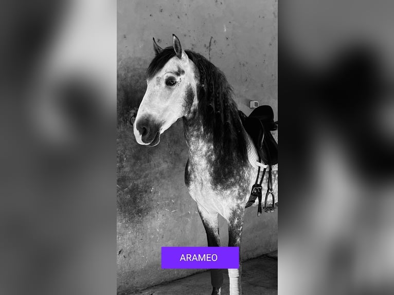 PRE Croisé Étalon 7 Ans 166 cm Gris pommelé in Los Arenales Del Sol