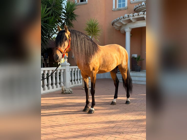 PRE Étalon 7 Ans 166 cm Isabelle in Els Poblets