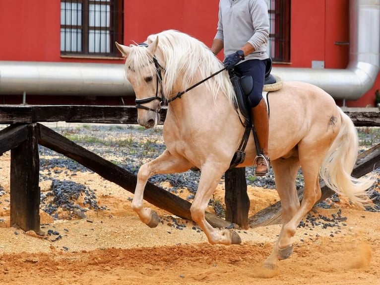 PRE Croisé Étalon 7 Ans 166 cm Palomino in Navas Del Madroño
