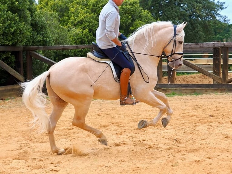PRE Croisé Étalon 7 Ans 166 cm Palomino in Navas Del Madroño