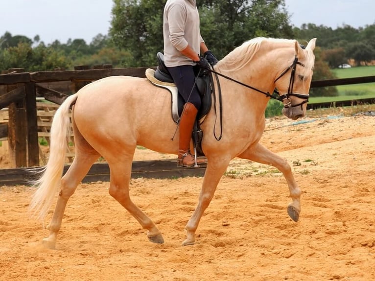 PRE Croisé Étalon 7 Ans 166 cm Palomino in Navas Del Madroño