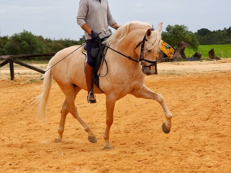 PRE Croisé Étalon 7 Ans 166 cm Palomino in Navas Del Madroño