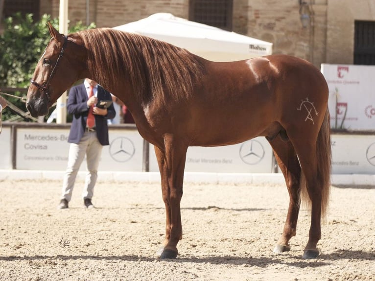 PRE Croisé Étalon 7 Ans 167 cm Alezan brûlé in NAVAS DEL MADRONO