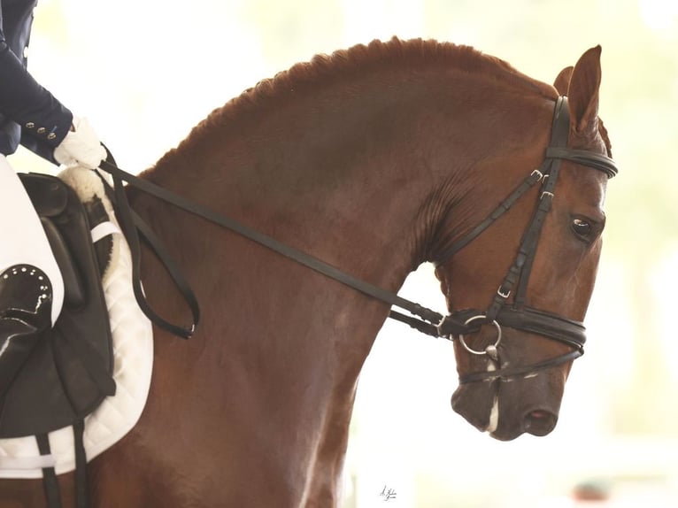 PRE Croisé Étalon 7 Ans 167 cm Alezan brûlé in NAVAS DEL MADRONO