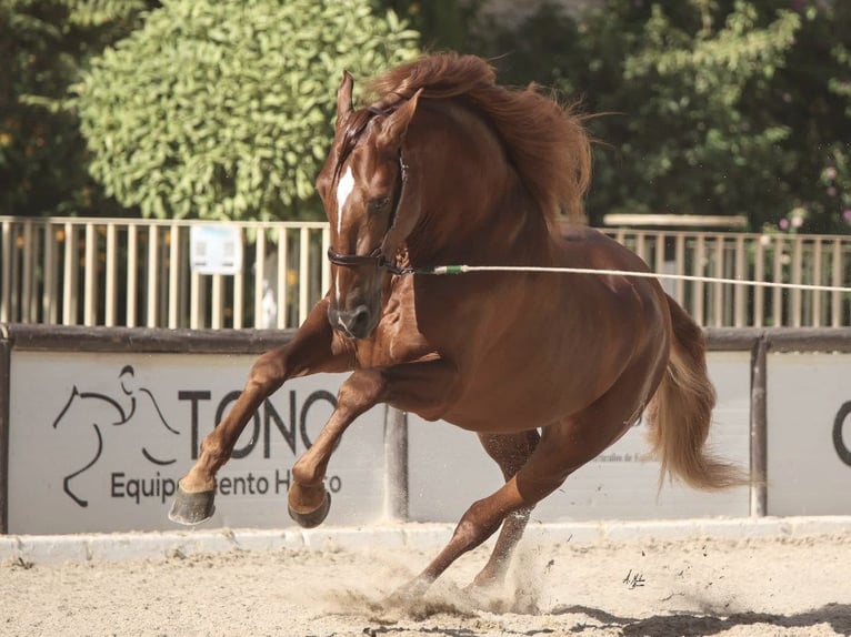 PRE Croisé Étalon 7 Ans 167 cm Alezan brûlé in NAVAS DEL MADRONO