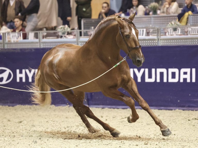 PRE Croisé Étalon 7 Ans 167 cm Alezan brûlé in NAVAS DEL MADRONO