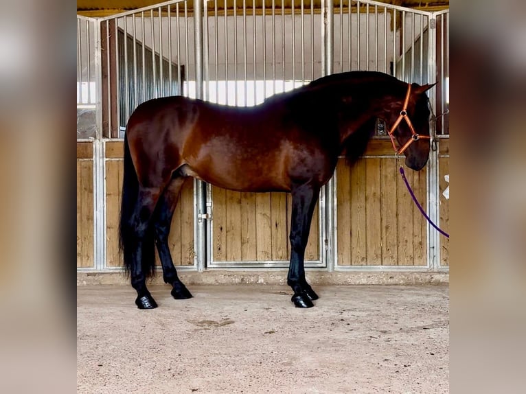 PRE Croisé Étalon 7 Ans 167 cm Bai brun in Martfeld