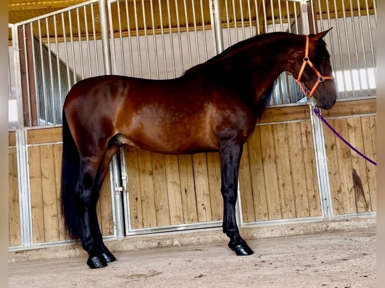 PRE Croisé Étalon 7 Ans 167 cm Bai brun in Martfeld