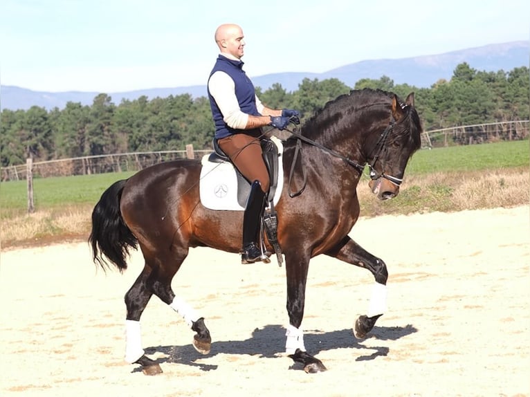 PRE Croisé Étalon 7 Ans 167 cm Bai in Navas Del Madroño