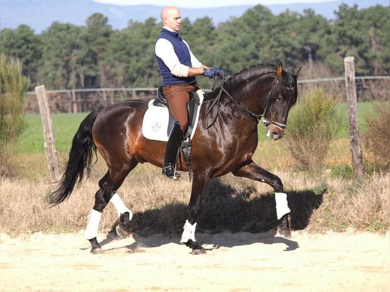 PRE Croisé Étalon 7 Ans 167 cm Bai in Navas Del Madroño