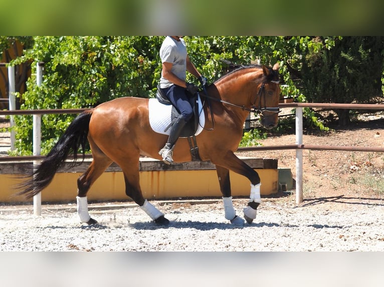 PRE Croisé Étalon 7 Ans 167 cm Bai cerise in NAVAS DEL MADRONO