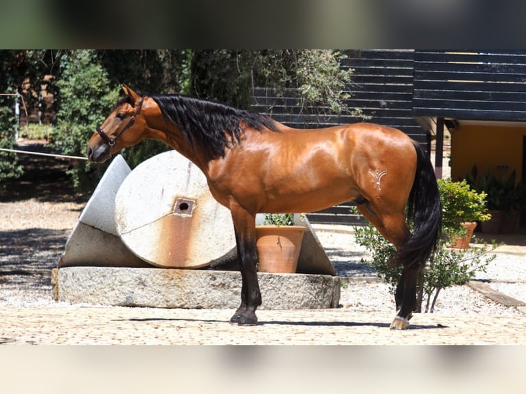 PRE Croisé Étalon 7 Ans 167 cm Bai cerise in NAVAS DEL MADRONO