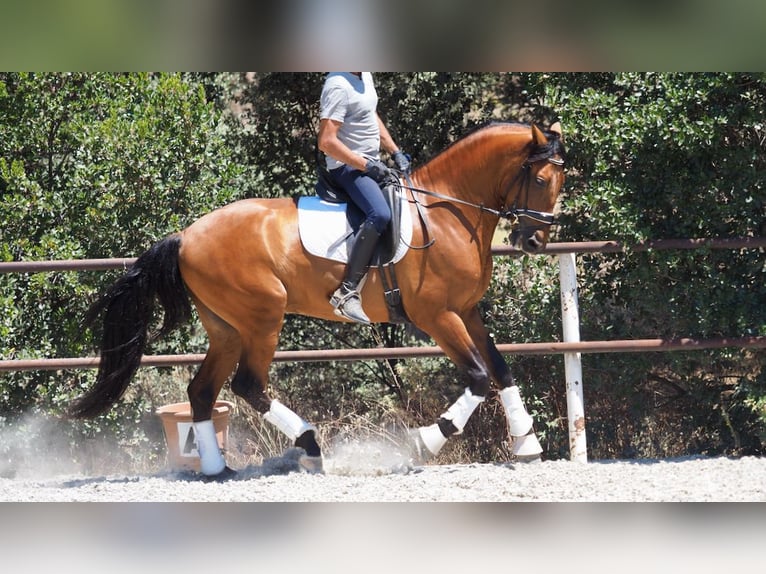 PRE Croisé Étalon 7 Ans 167 cm Bai cerise in NAVAS DEL MADRONO