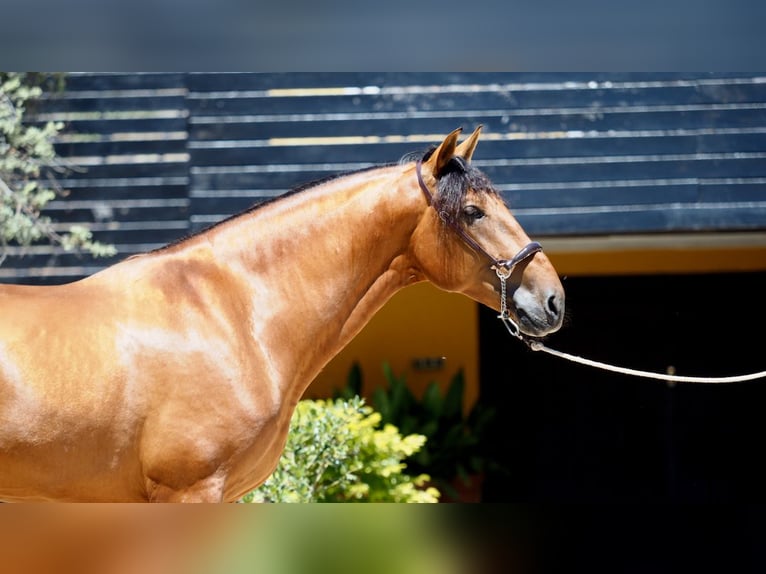 PRE Croisé Étalon 7 Ans 167 cm Bai cerise in NAVAS DEL MADRONO