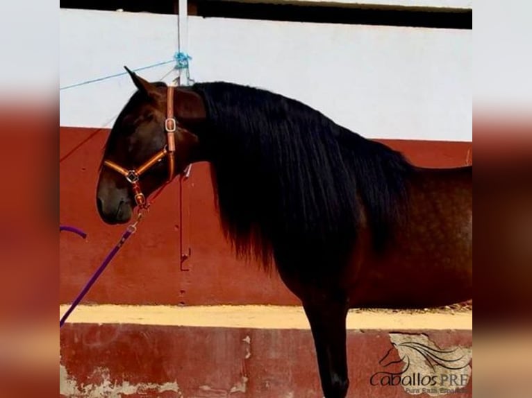 PRE Étalon 7 Ans 167 cm Bai in Badajoz