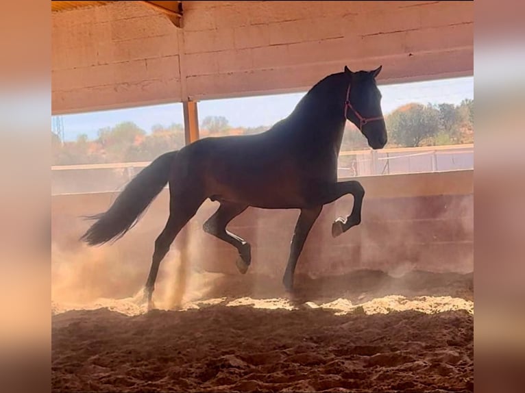 PRE Étalon 7 Ans 167 cm Bai in Badajoz