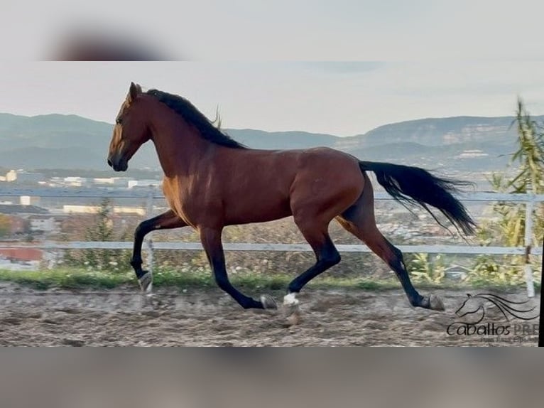 PRE Étalon 7 Ans 167 cm in Barcelona