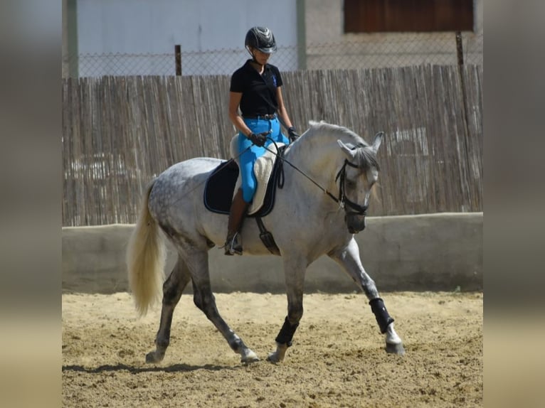 PRE Étalon 7 Ans 167 cm Gris in Sevilla