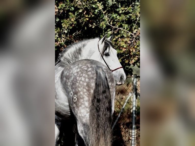 PRE Étalon 7 Ans 167 cm Gris in Barcelona