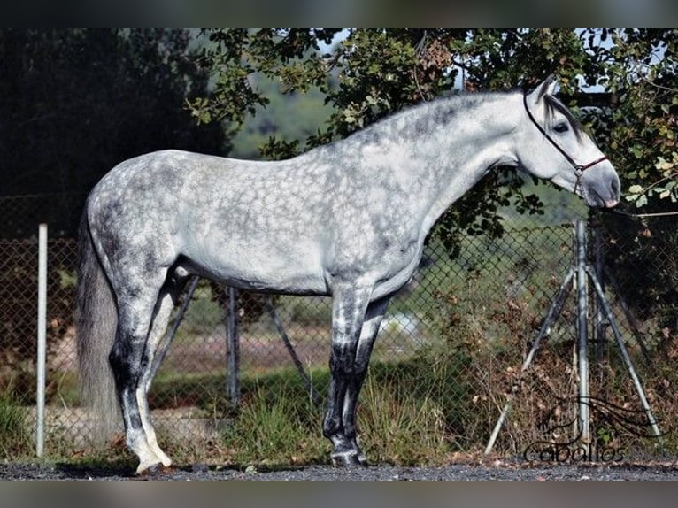 PRE Étalon 7 Ans 167 cm Gris in Barcelona