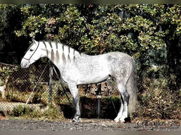 PRE Étalon 7 Ans 167 cm Gris in Barcelona