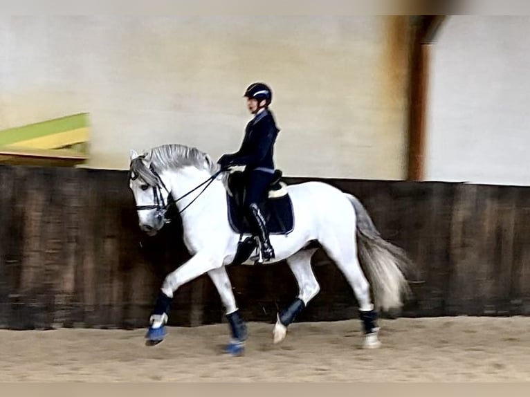 PRE Croisé Étalon 7 Ans 167 cm Gris in Neeritter