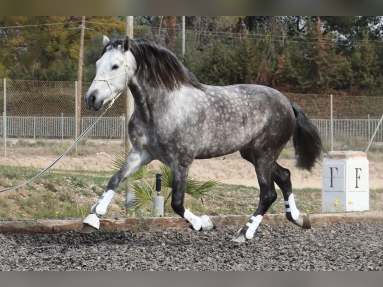 PRE Étalon 7 Ans 167 cm Gris pommelé in Malaga