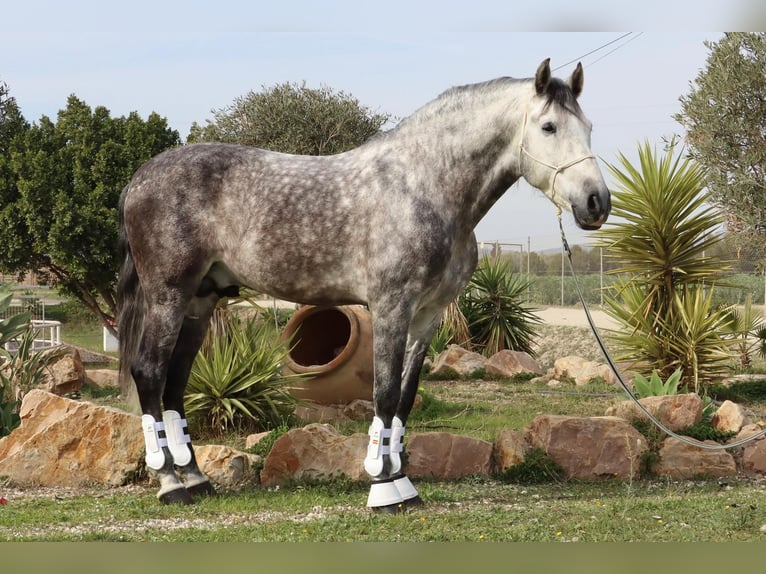 PRE Étalon 7 Ans 167 cm Gris pommelé in Malaga