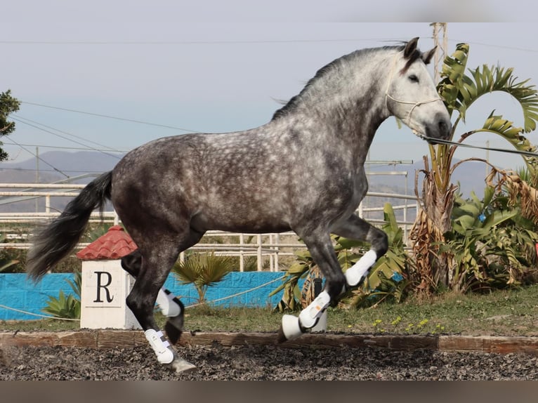 PRE Étalon 7 Ans 167 cm Gris pommelé in Malaga