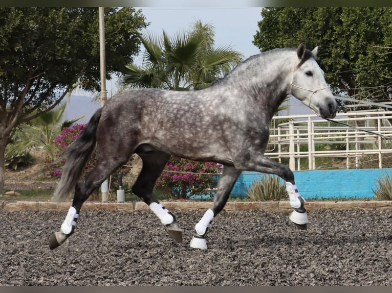 PRE Étalon 7 Ans 167 cm Gris pommelé in Malaga