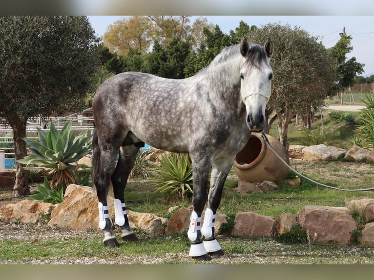 PRE Étalon 7 Ans 167 cm Gris pommelé in Malaga