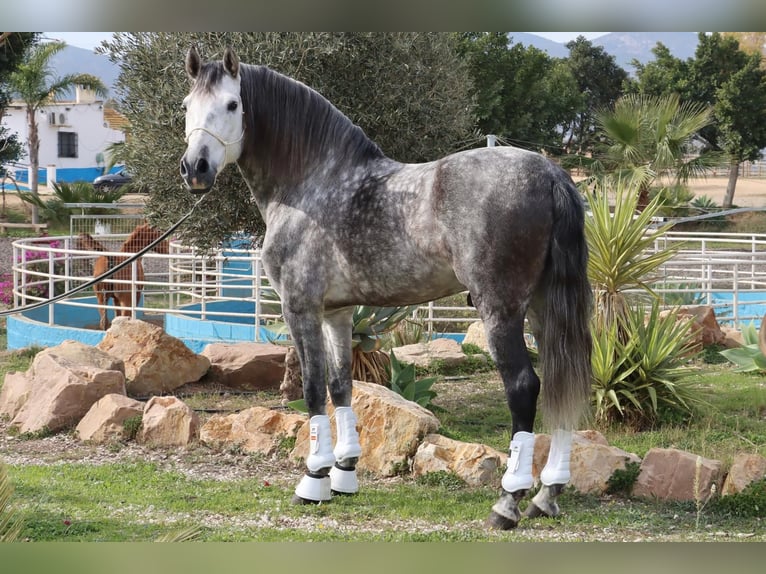 PRE Étalon 7 Ans 167 cm Gris pommelé in Malaga