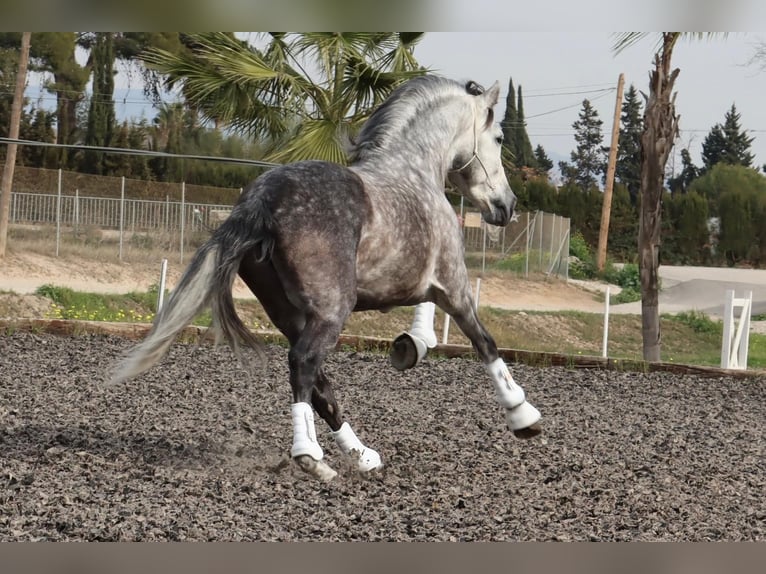 PRE Étalon 7 Ans 167 cm Gris pommelé in Malaga