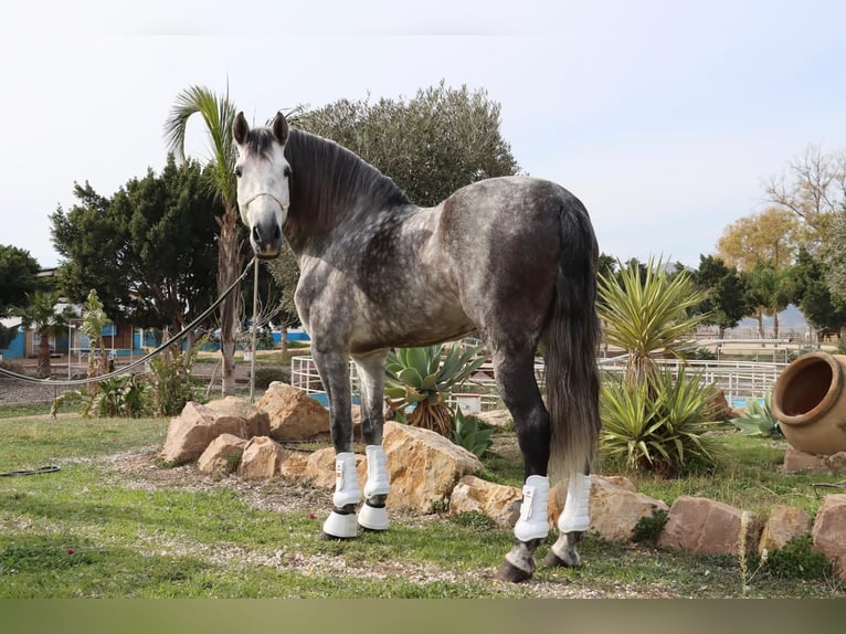 PRE Étalon 7 Ans 167 cm Gris pommelé in Malaga