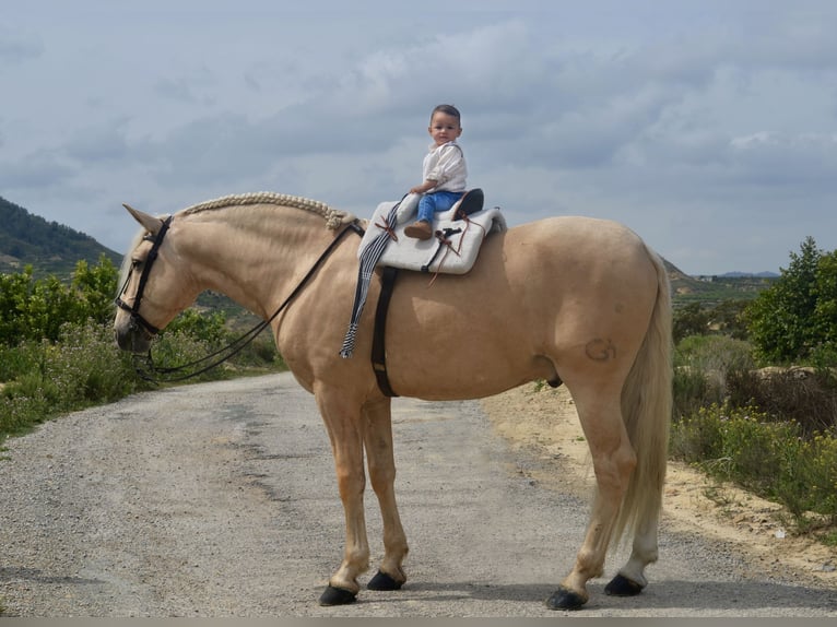 PRE Croisé Étalon 7 Ans 167 cm Perle in Cañada De San Pedro