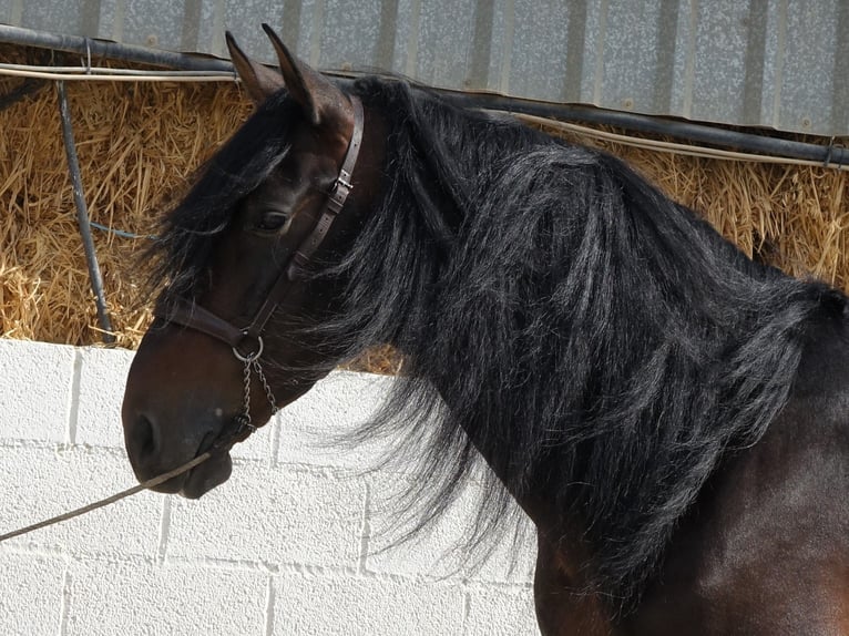 PRE Croisé Étalon 7 Ans 168 cm Bai brun in Coín, Malaga