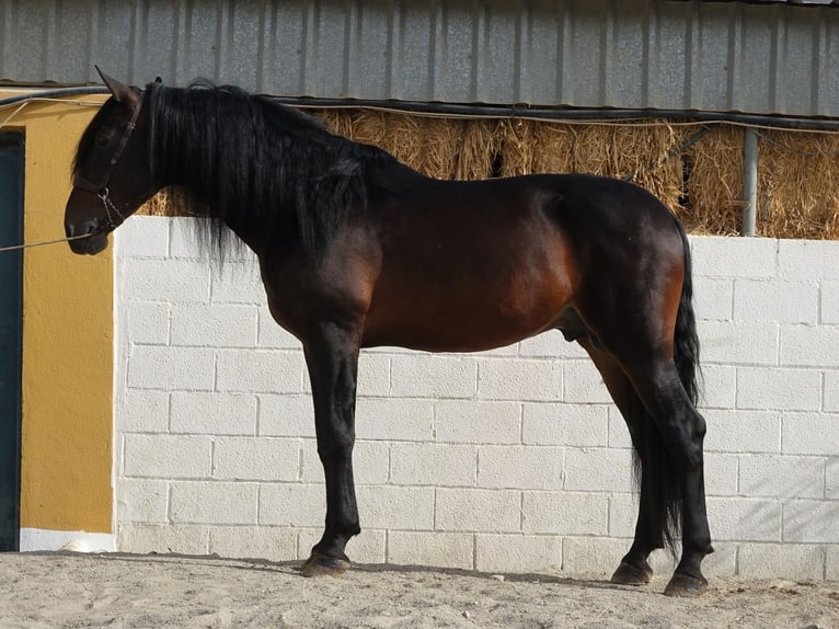 PRE Croisé Étalon 7 Ans 168 cm Bai brun in Coín, Malaga