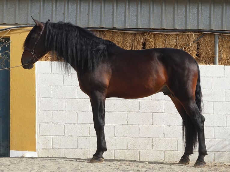 PRE Croisé Étalon 7 Ans 168 cm Bai brun in Coín, Malaga