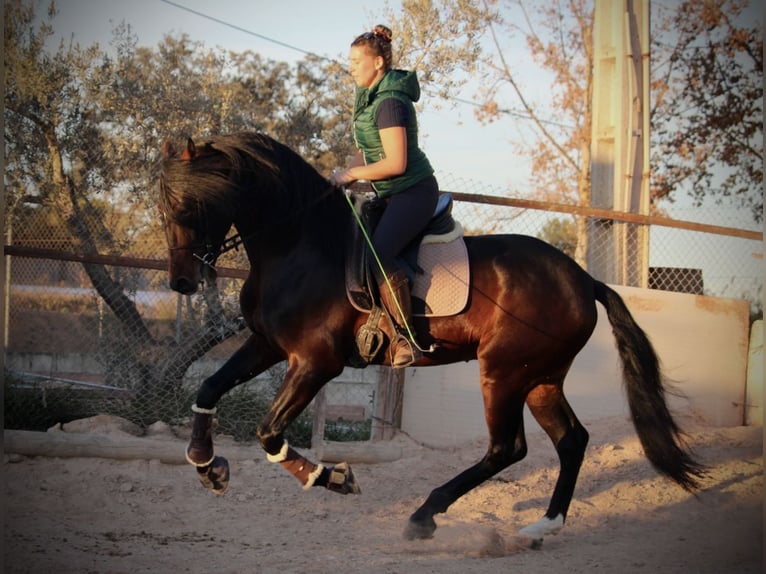 PRE Croisé Étalon 7 Ans 168 cm Bai brun in Valencia