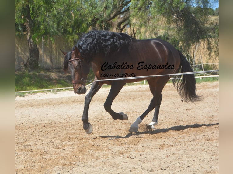 PRE Étalon 7 Ans 168 cm Bai brun foncé in Vejer de la Frontera