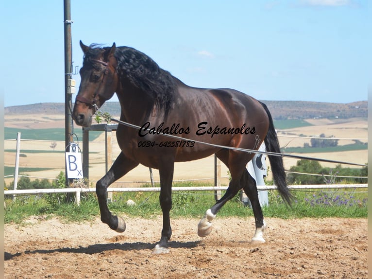 PRE Étalon 7 Ans 168 cm Bai brun foncé in Vejer de la Frontera