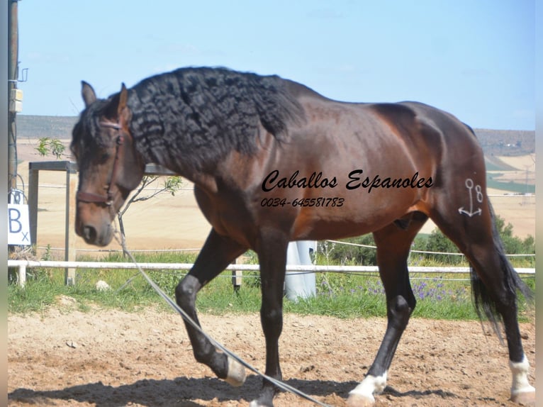 PRE Étalon 7 Ans 168 cm Bai brun foncé in Vejer de la Frontera