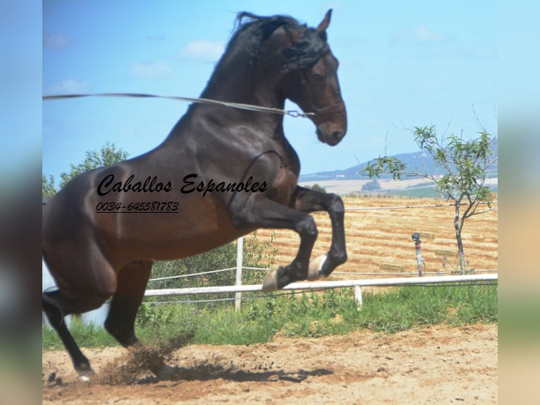 PRE Étalon 7 Ans 168 cm Bai brun foncé in Vejer de la Frontera