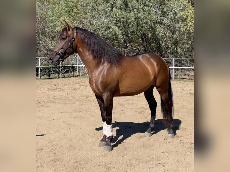 PRE Croisé Étalon 7 Ans 168 cm Bai cerise in Madrid