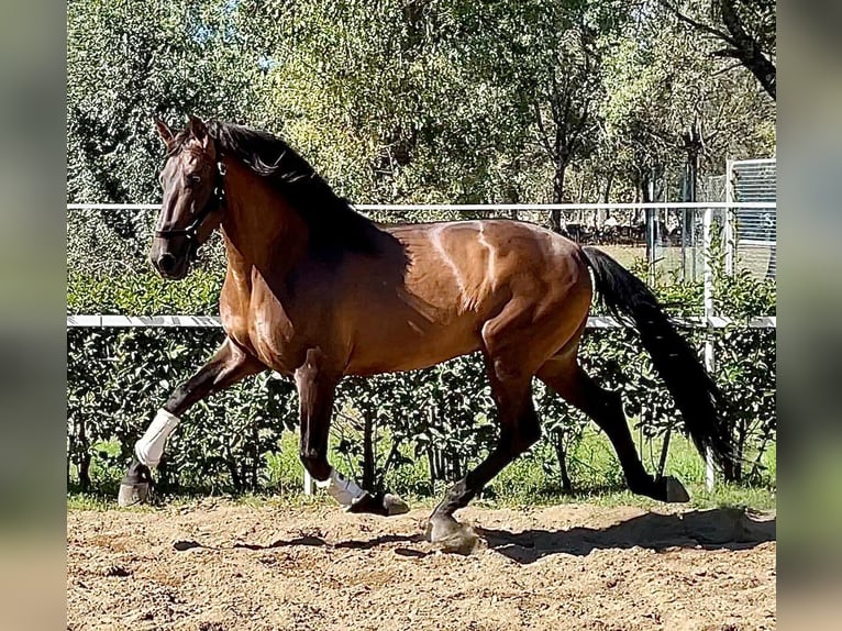 PRE Croisé Étalon 7 Ans 168 cm Bai cerise in Madrid