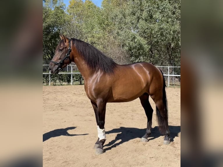 PRE Croisé Étalon 7 Ans 168 cm Bai cerise in Madrid