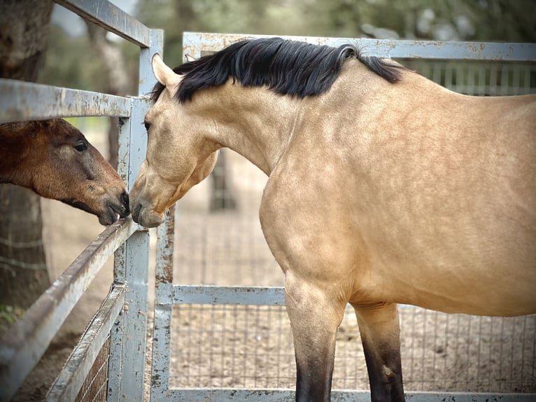 PRE Croisé Étalon 7 Ans 168 cm Buckskin in Malaga