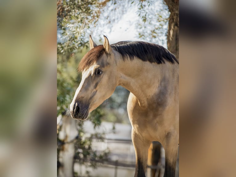 PRE Croisé Étalon 7 Ans 168 cm Buckskin in Malaga