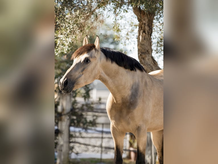 PRE Croisé Étalon 7 Ans 168 cm Buckskin in Malaga